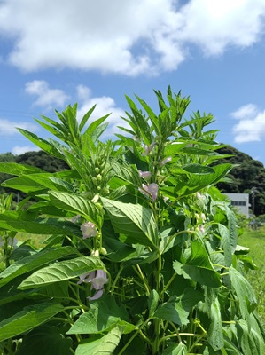 画像です