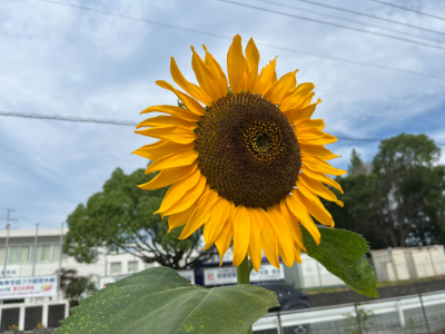画像です